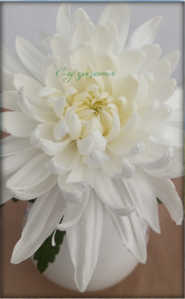 Хризантема одноголовая Zembla White  ☘ о.75  (на август 23г)