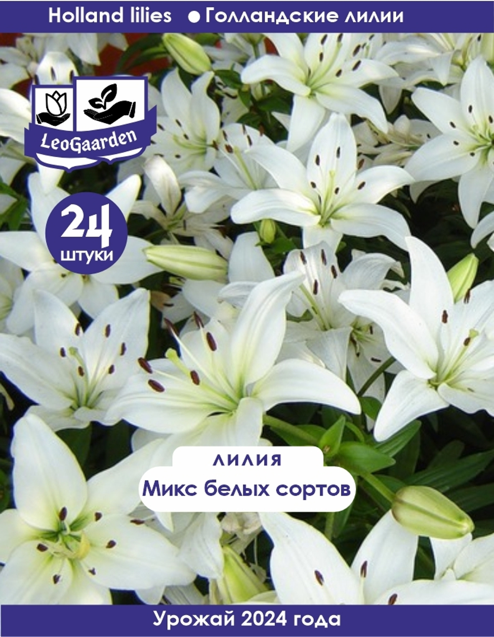 Лилия Луковица, Микс белых сортов 24шт