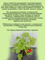 Пеларгония Две снежинки пёстролистная аромат розы