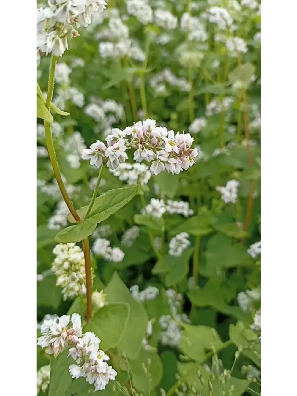 Гречка зеленая непропаренная органическая 5 кг