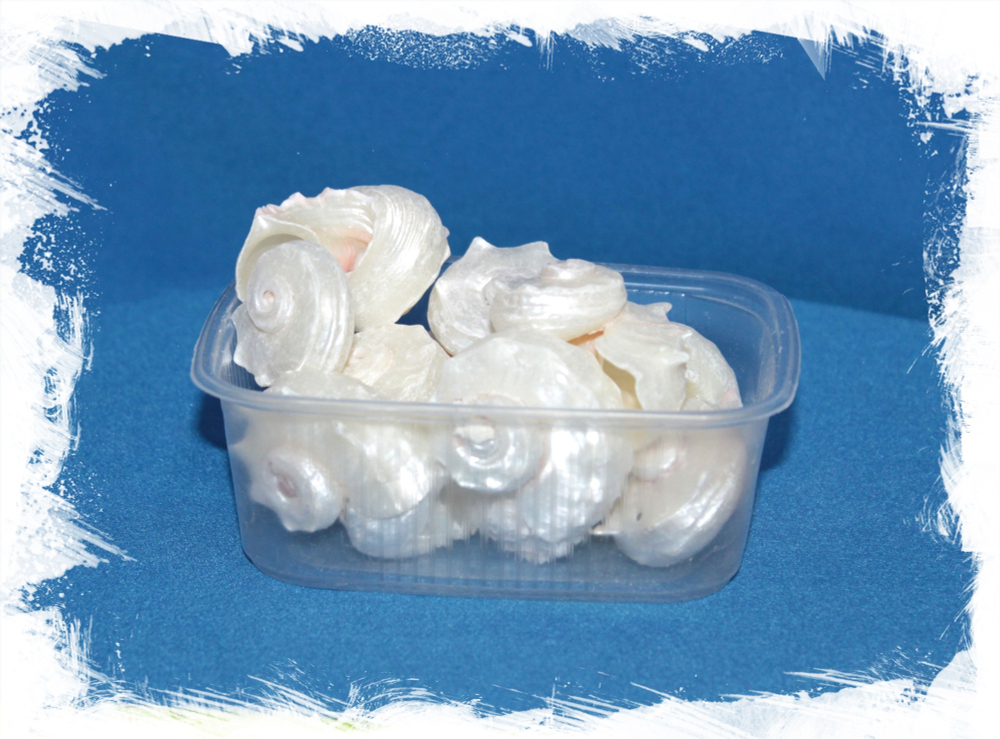 Ангария полированная, 3-5см, 1шт