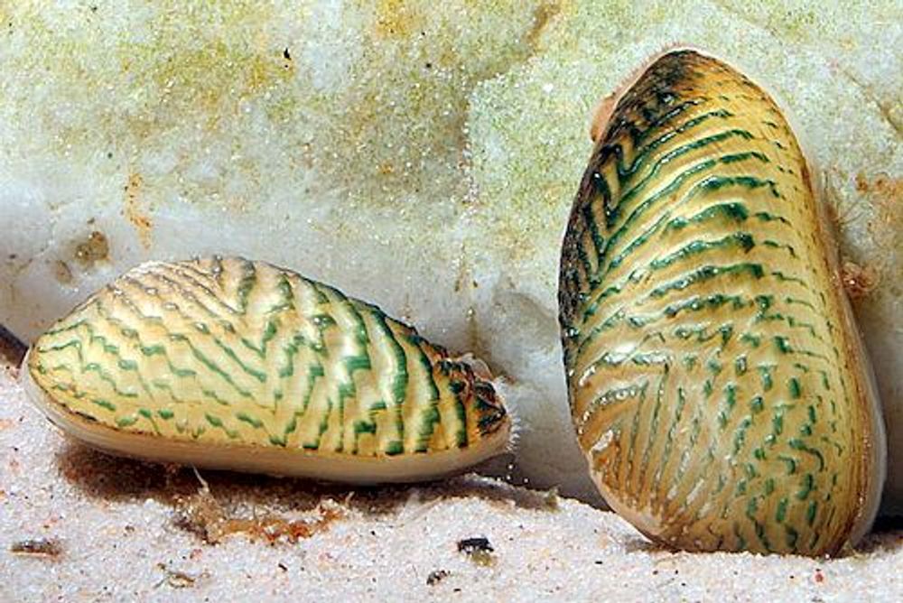 Мидия Криспи (код 0085)