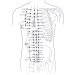 Массажер для тела «Meridian» вакуумный, 220В