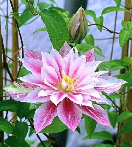 Клематис Андромеда