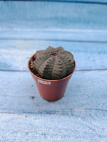 Euphoria Obesa (Эуфорбия)