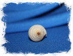 Конус короманделикус (Conus coromandelicus)