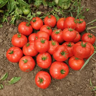 Томат Лоджейн F1 50 (семян)