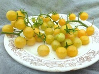 Помидоры Snow White Cherry — Белые Черри