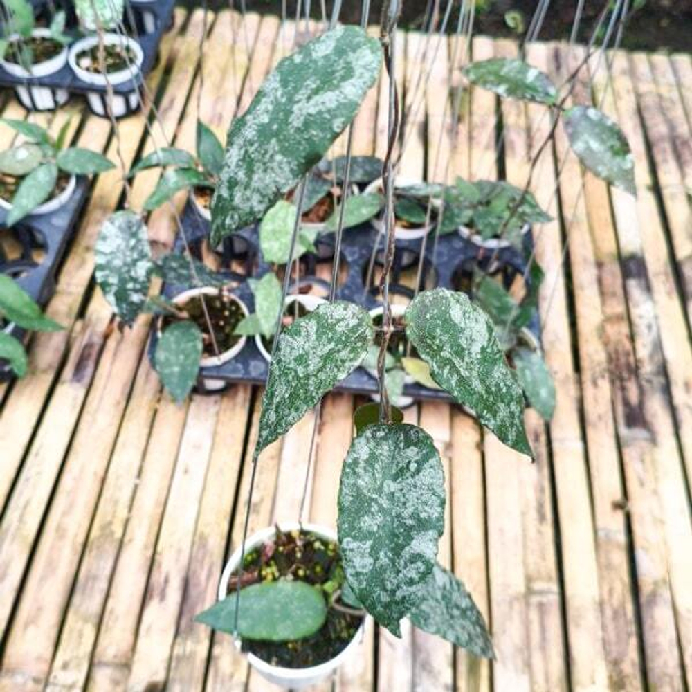 Хойя CAUDATA HIGH SPLASH