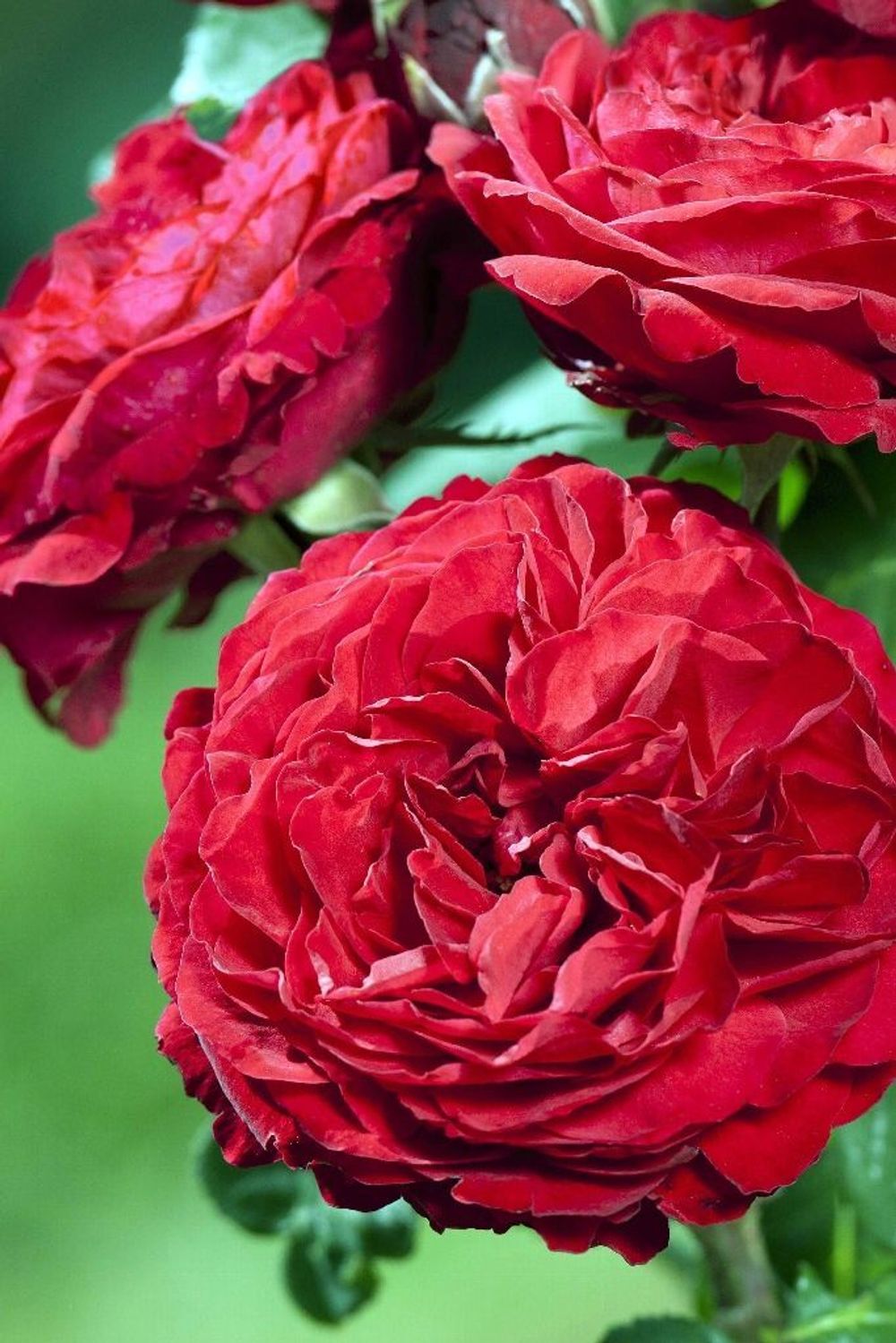 Юбилей Лаперье 150 Лет (Jubile Laperriere 150 Ans)