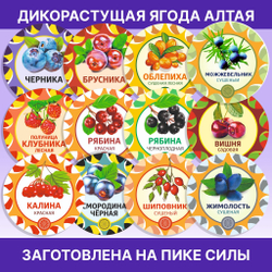 Жимолость Алтайская "Лесная".