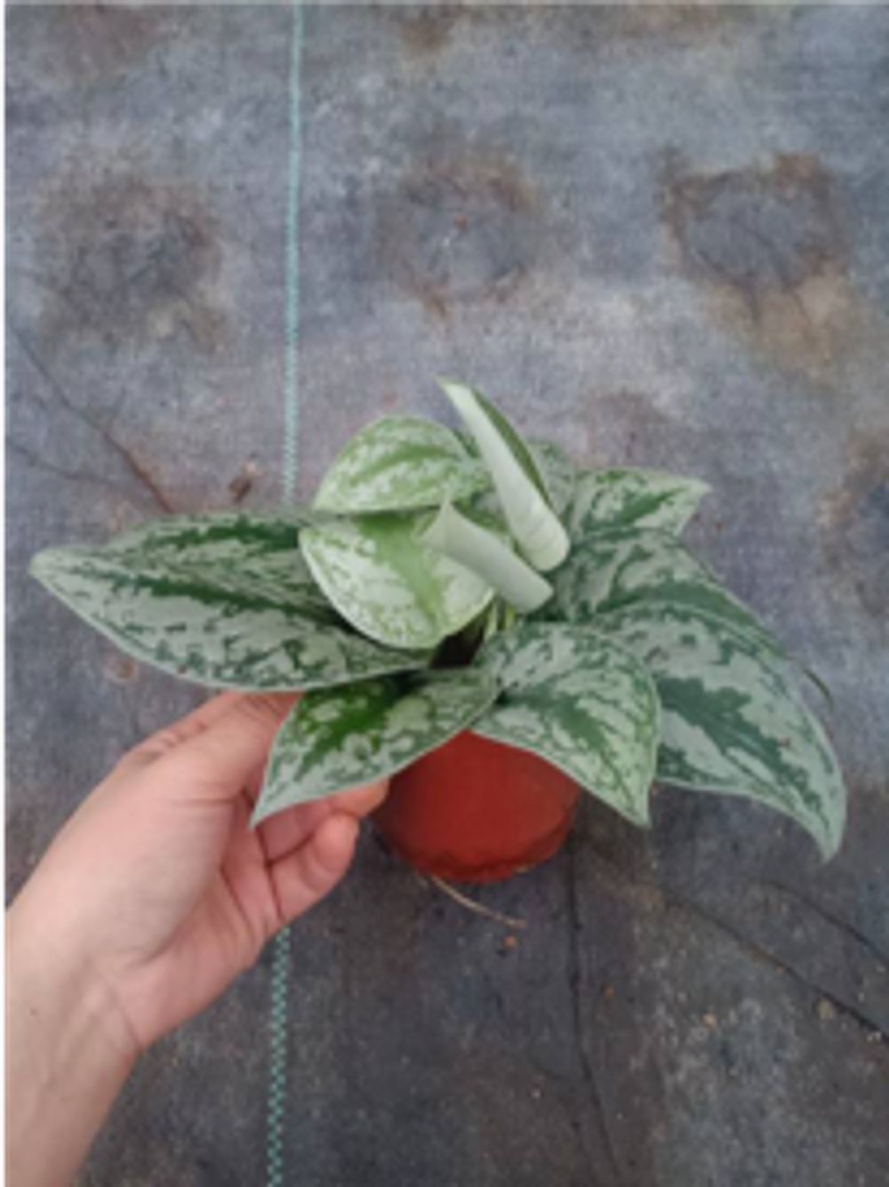 Сциндапсус Scindapsus pictus 'Exotica' д. 11