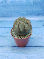 Euphorbia Obesa (Эуфорбия)