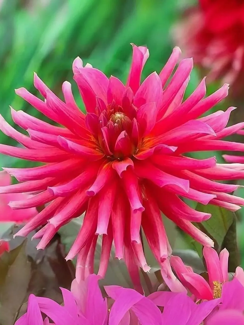 Георгин бордюрный Сити оф Лейден