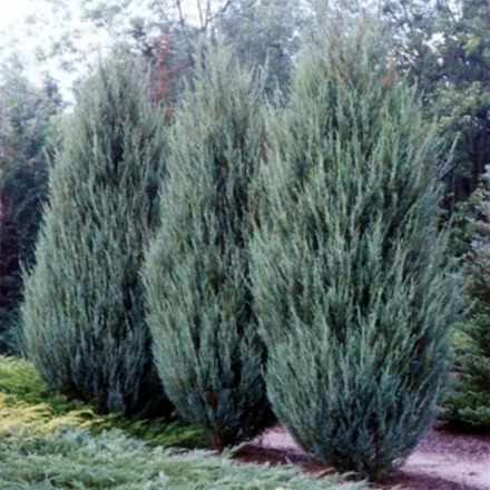 Можжевельник скальный Скайрокет С60 200-250