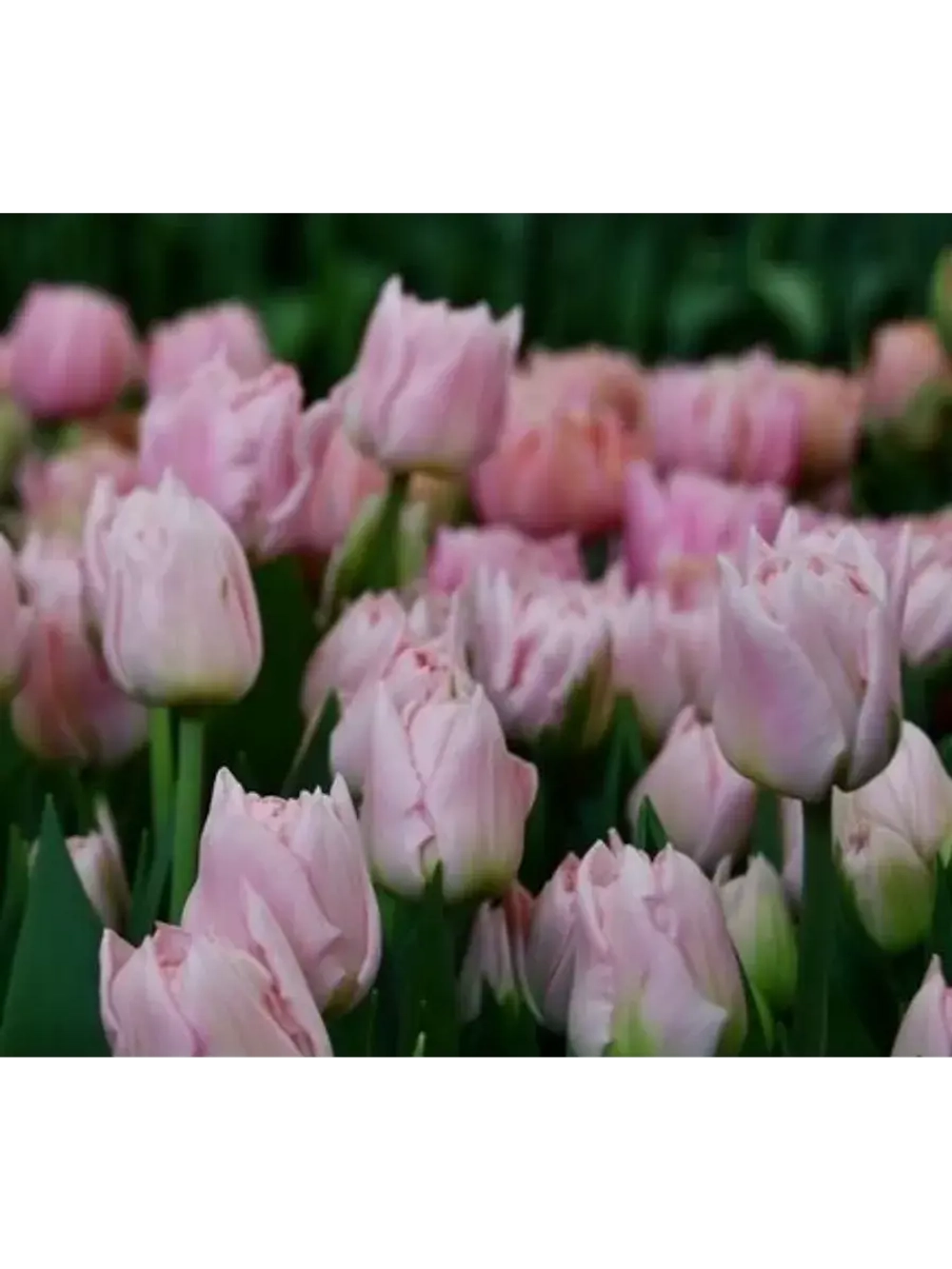 Тюльпаны пионовидные ,луковицы сорт DREAMER (4 штук)