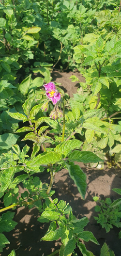 Дикий картофель Розовое Еловое Яблоко (Pink Fir Apple Potatoes), 10 клубней