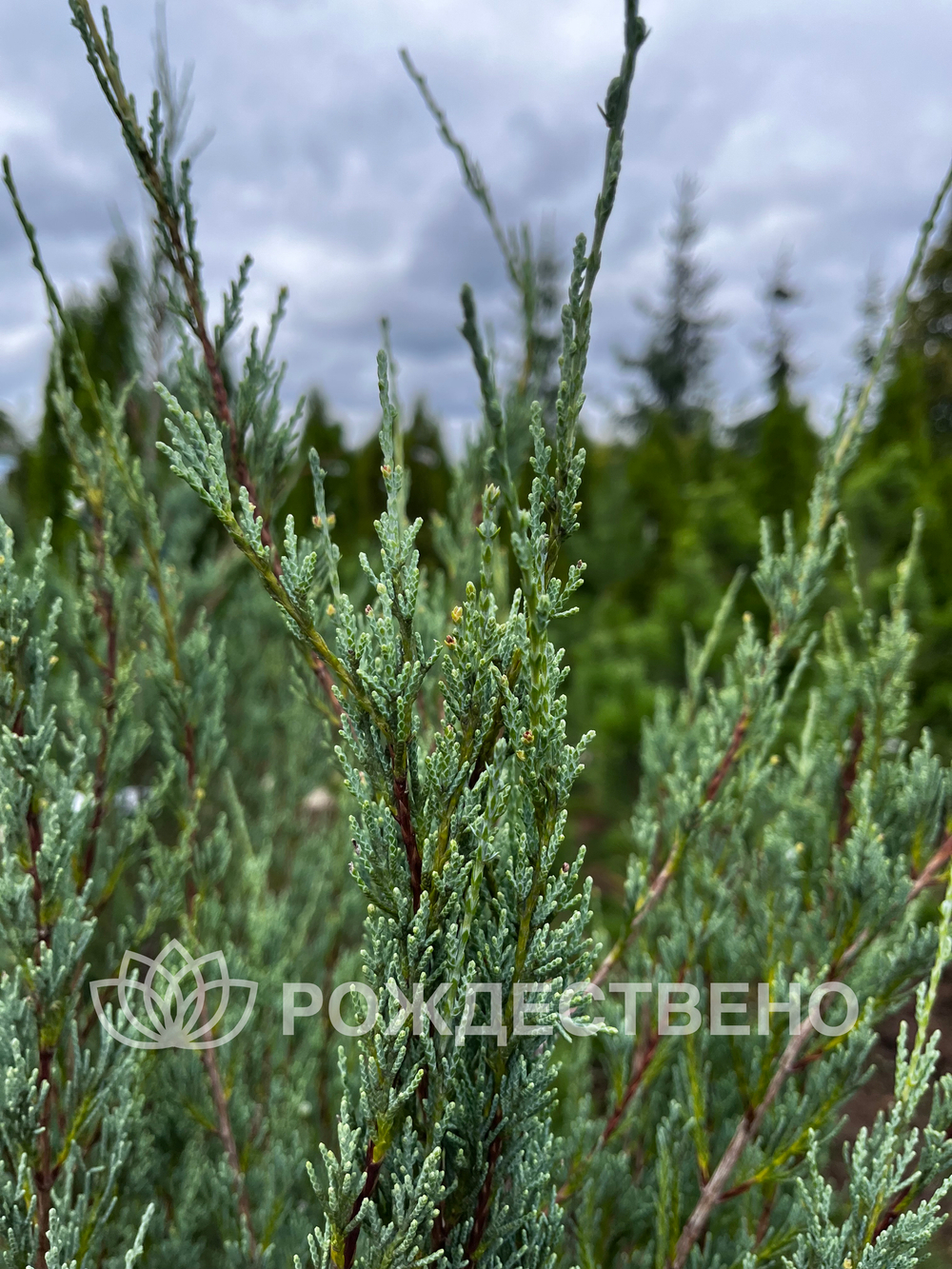 Можжевельник скальный СКАЙРОКЕТ