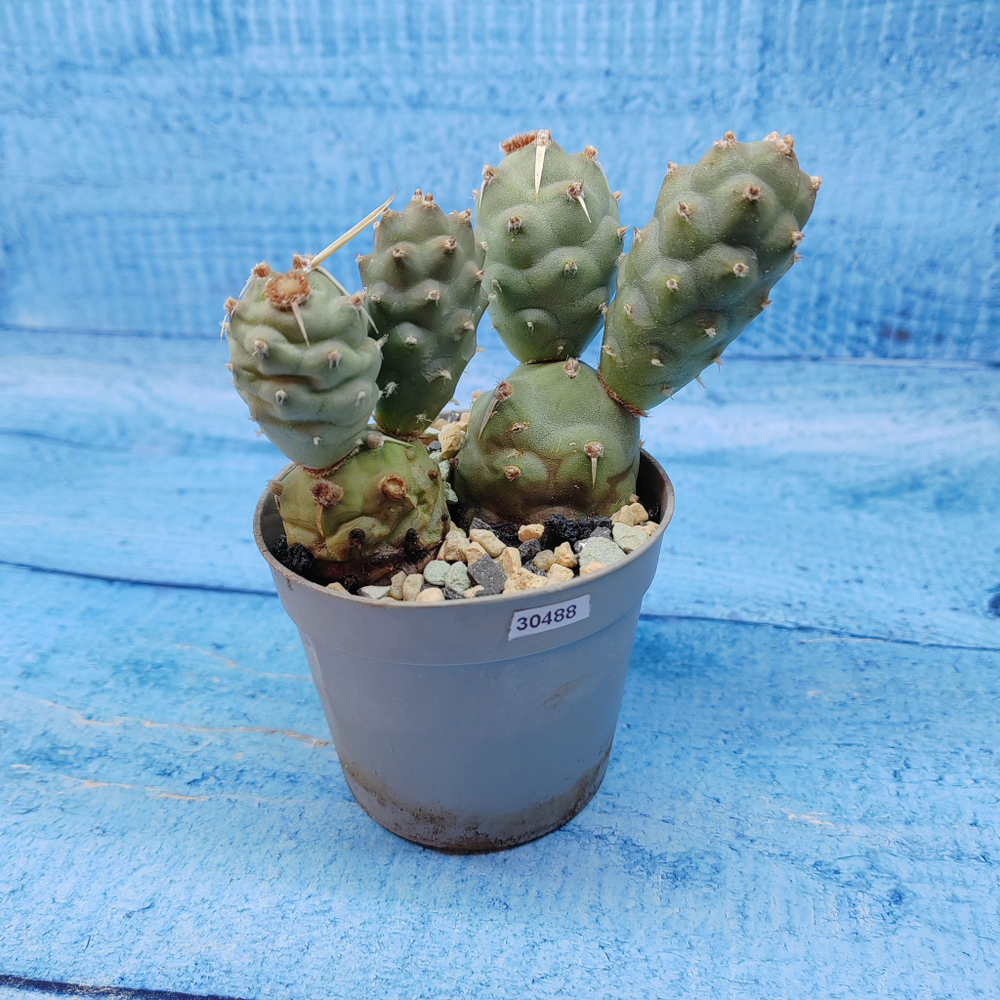 Tephrocactus Articulatus (Тефрокактус)