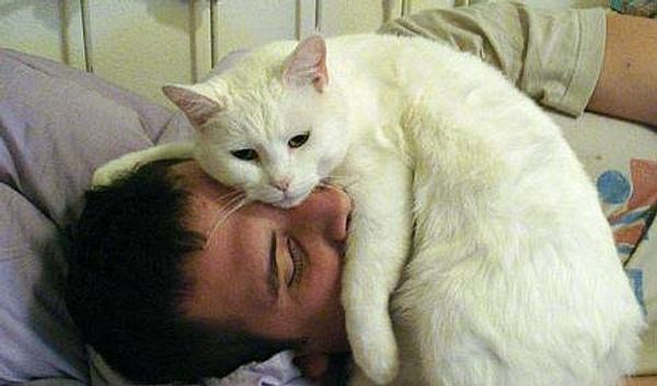 Как найти общий язык с любимым котом?