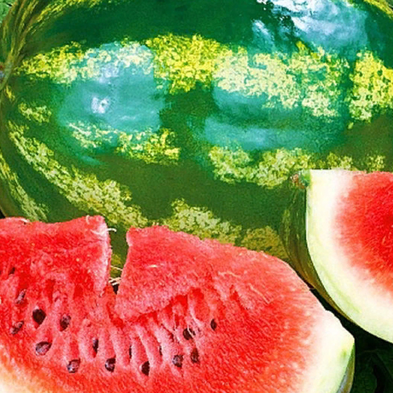 ЮЛИЯ F1 семена арбуза (Nunhems | Alexagro) – фото 7