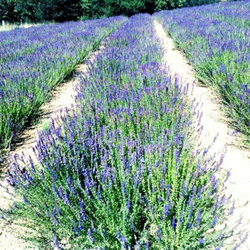 Иссоп Многолетний