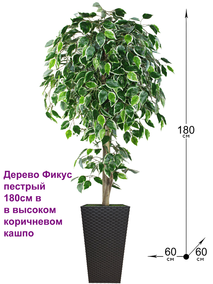 Искусственное дерево Фикус пестрый 180см в высоком коричневом кашпо ротанг