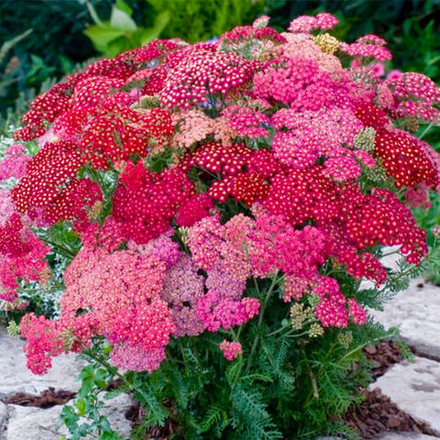 Тысячелистник обыкновенный Флауерберст Ред Шейдс