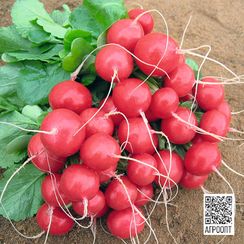 РОЛЕКС F1 семена редиса (Bejo | Alexagro)