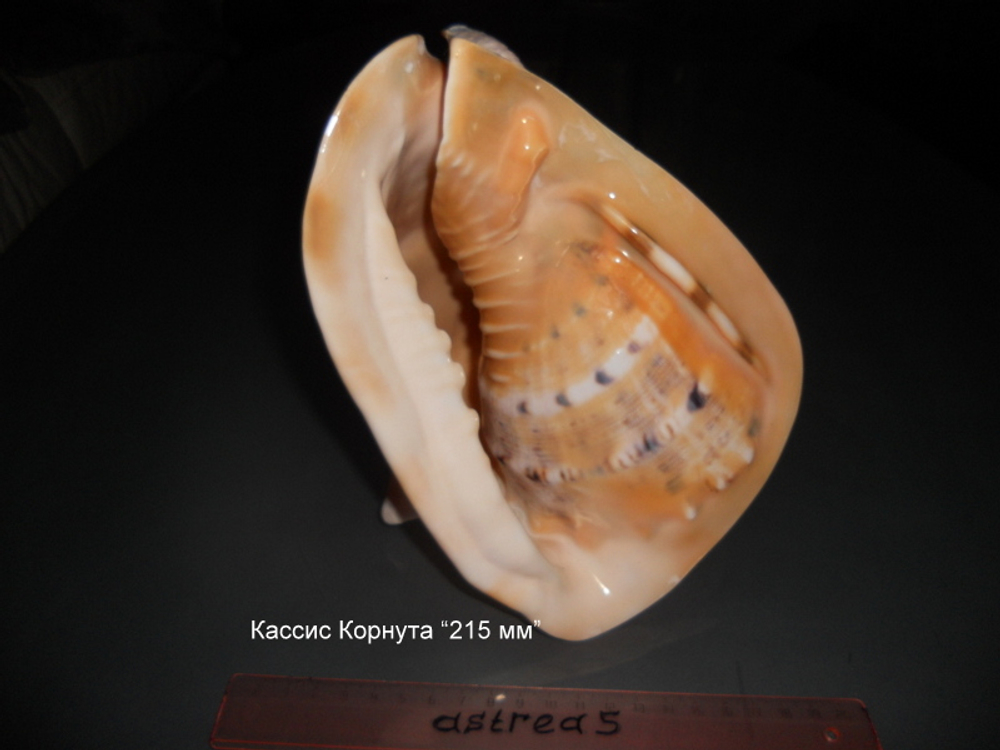 Кассис Корнута (100-200-215 мм)