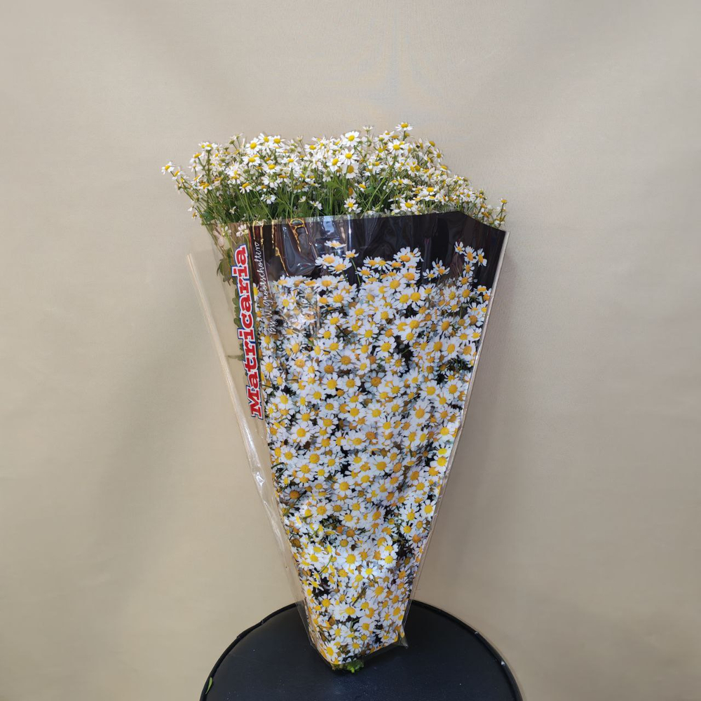 Ромашка Матрикария, упаковка 25 шт.