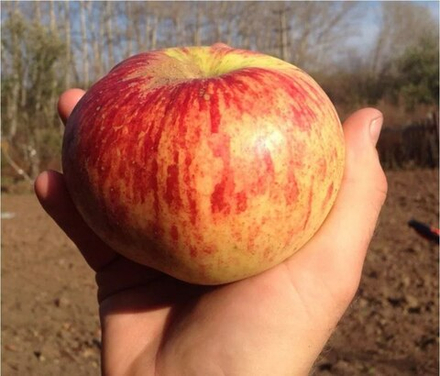 Яблоня Секаи Иши (Sekai Ichi, Секаичи)