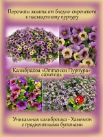 Калибрахоа Омбре Перпл