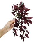 Традесканция Бордо 50 см.