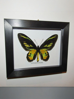 Бабочка Ornithoptera rothschildi в рамке
