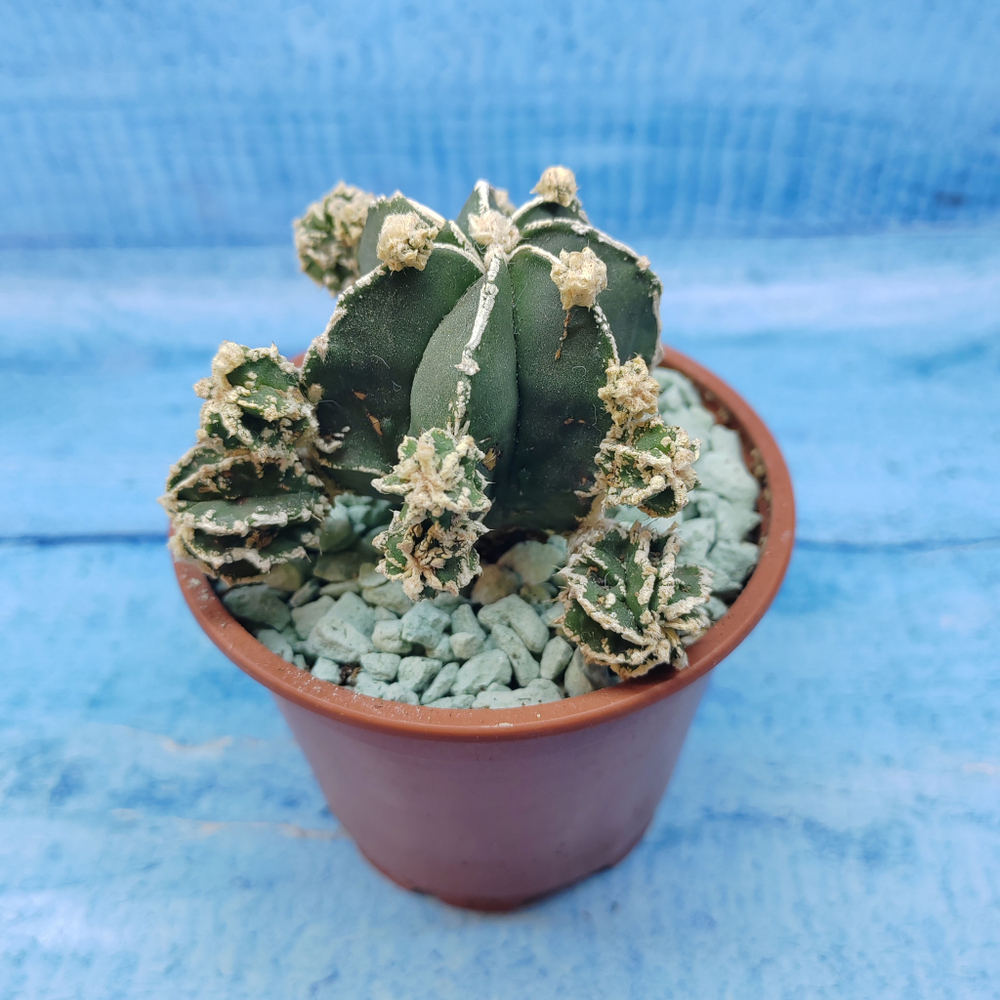Astrophytum Myriostigma "Hakujo Fukuryu"  (Астрофитум)