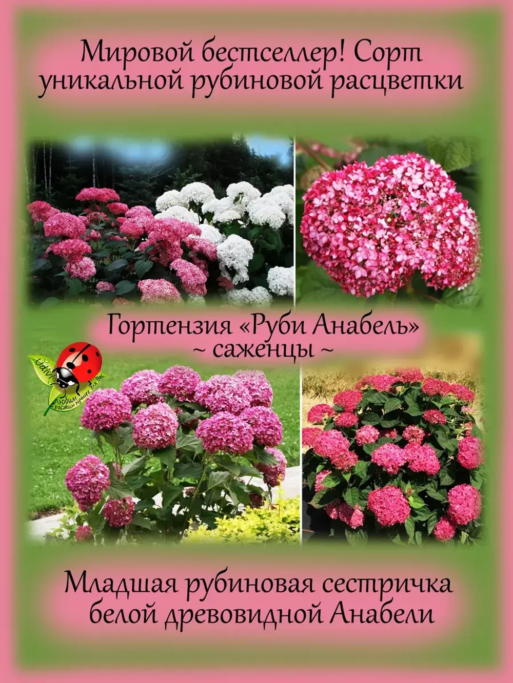 Гортензия Руби Анабель древовидная