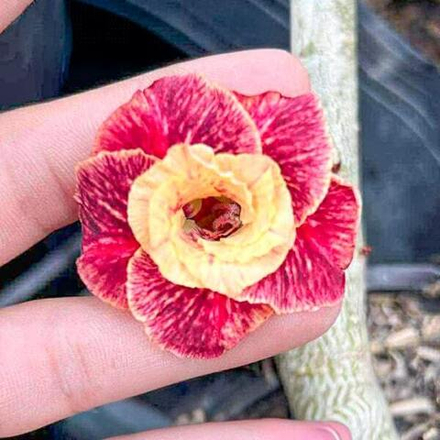 Адениум CAMEL