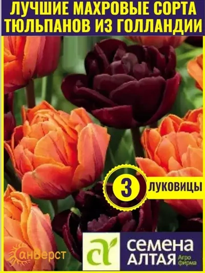 Тюльпаны луковицы многолетние. Контрастная смесь окрасок