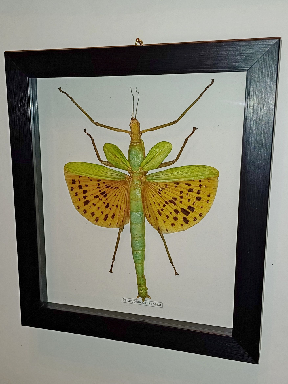 Палочник Paracyphocrania major в рамке