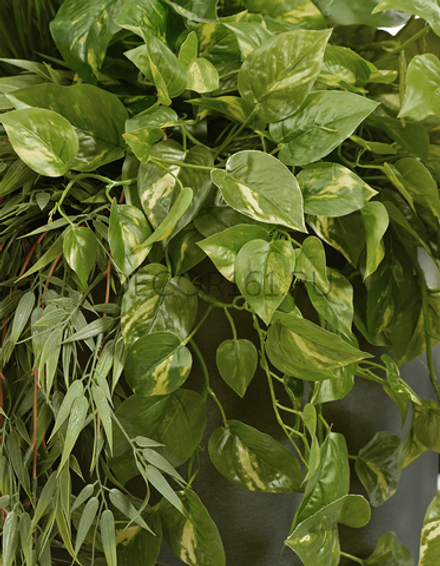 Потос Элегант ампельный большой новый в-90 см (Sensitive Botanic) 6/24 20.1377XL