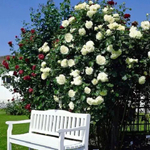 Роза плетистая Schneewalzer