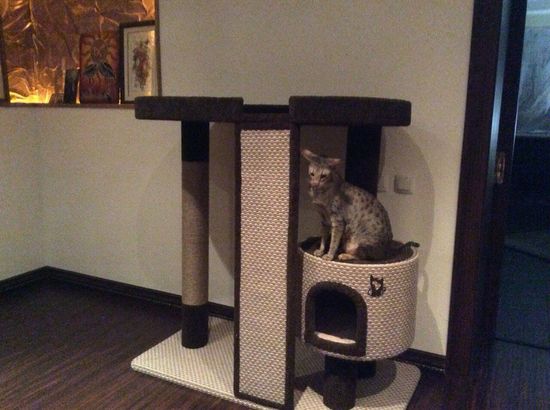 Домик когтеточка для кошки КУН-1 (мейн-кун)