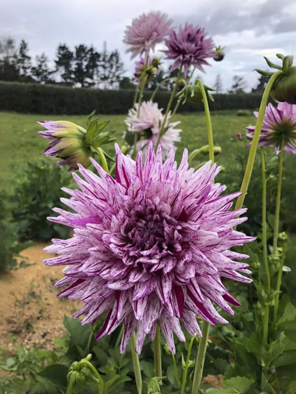 Георгин кактусовидный Хай Трио