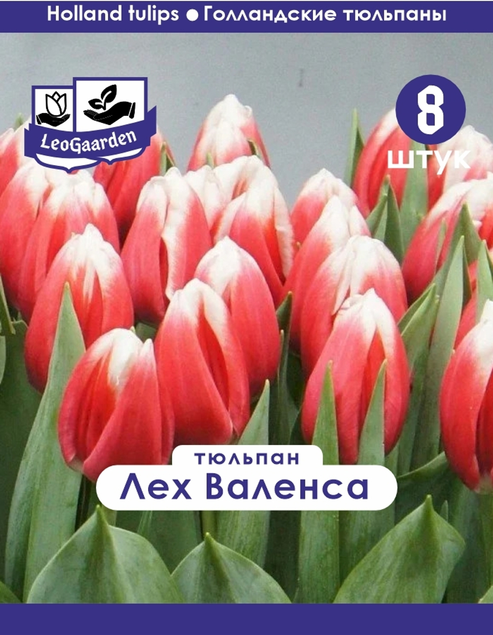 Тюльпан Луковица, Лех Валенса, 8 шт