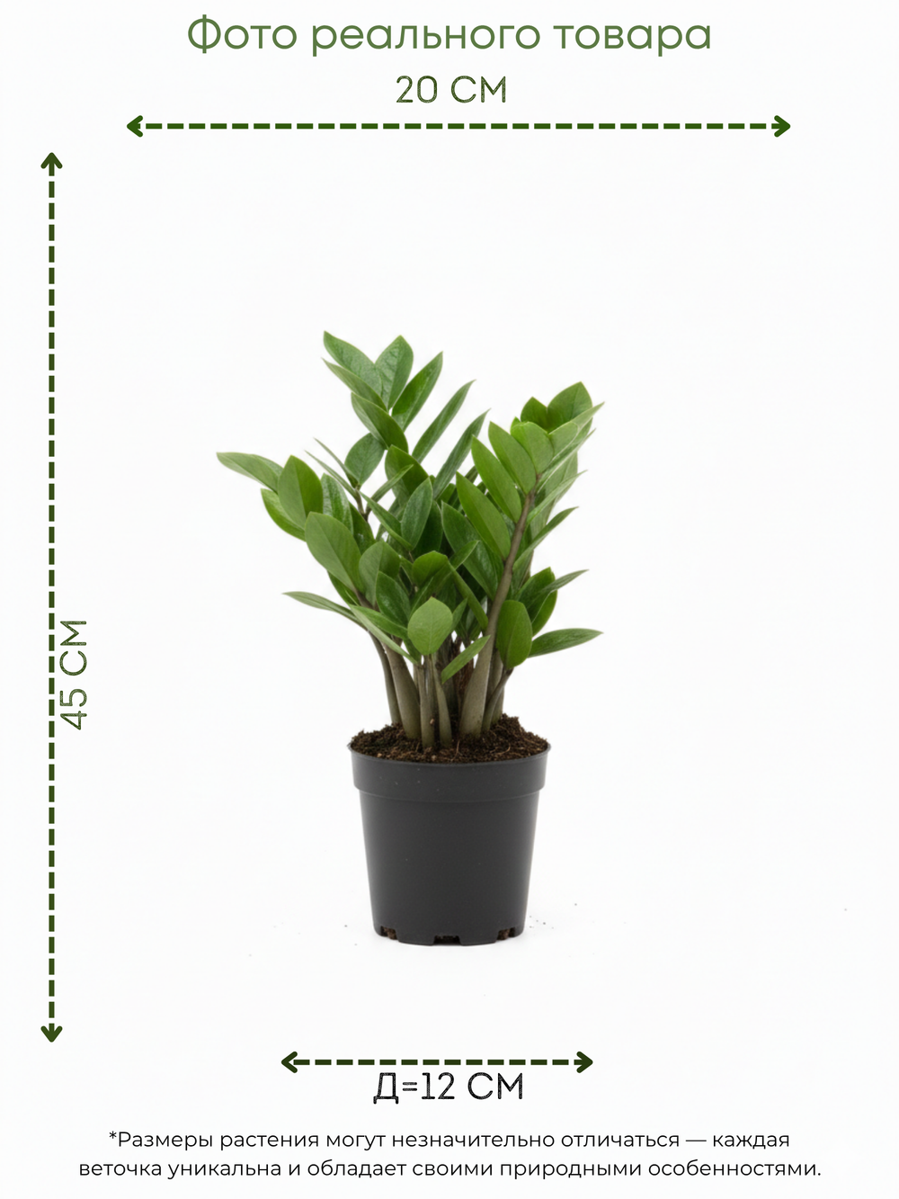 White Aesthetic Indoor Plant Sale Instagram Story