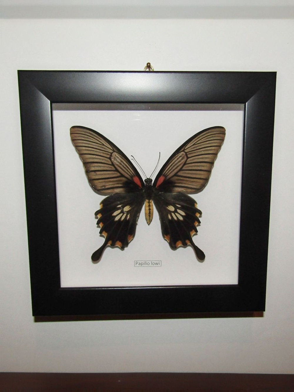Бабочка Papilio lowi самка в рамке
