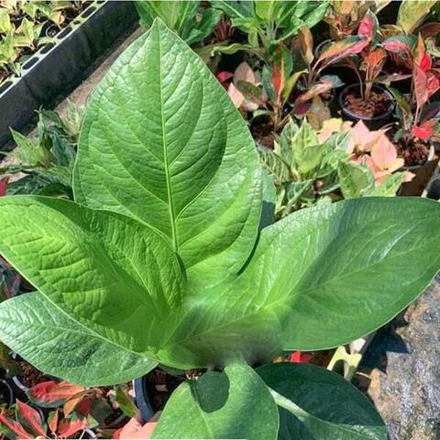 Антуриум JENMANII GREEN