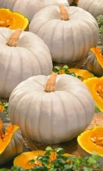 Семена Тыква Сладкая пышка - крупноплодная 6 шт (УД) Е/П