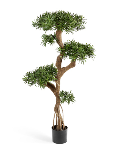 Подокарпус на забавном стволе Новый 135 см